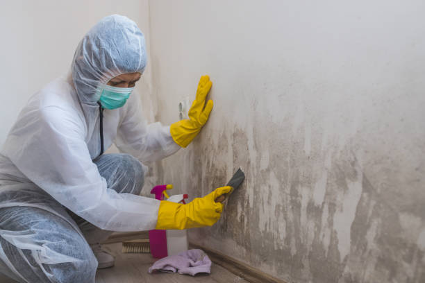 Best Black Mold Removal  in Adamsville, TN